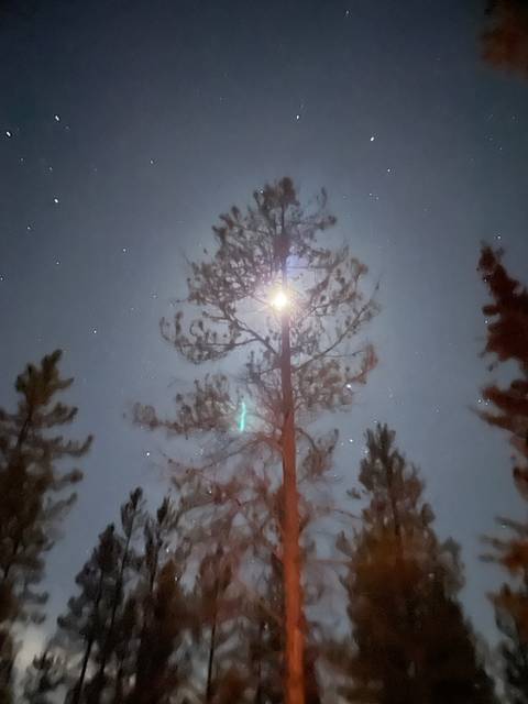 Moon and starry sky through the silhouette of trees.