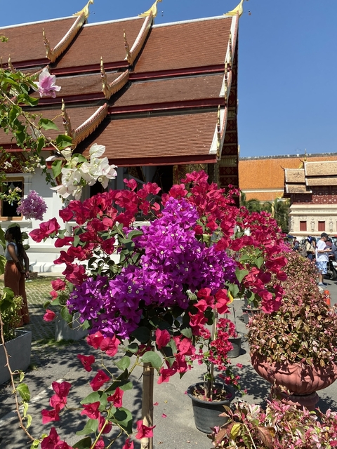 Close-up of vibrant bougainvillea flowers in a garden.