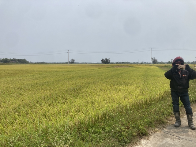       Person standing in a field of green crops taking a photo
  