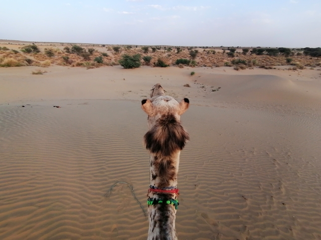 View over a camel's back in the desert