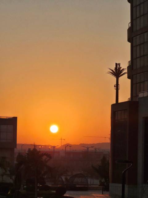       Silhouette of palm trees and buildings at sunset.
  