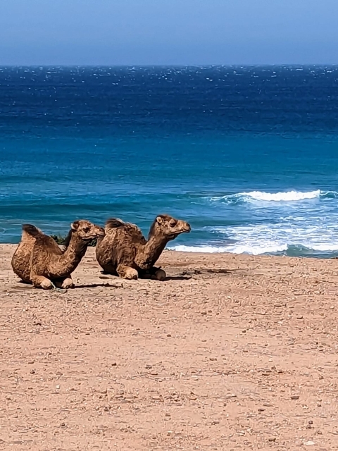       Two camels resting by the sea.
  