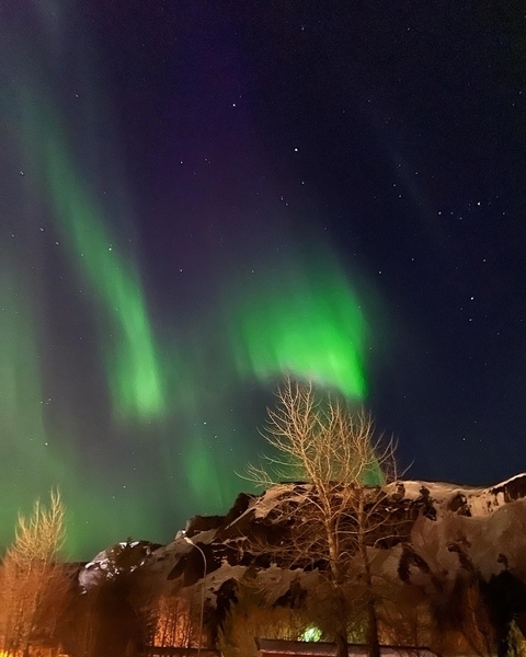       Northern lights with bare trees in the foreground.
  