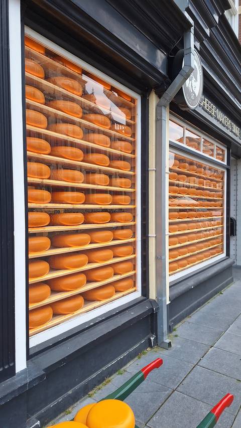 Cheese wheels displayed in a window.