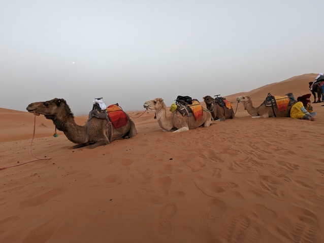       Camels resting in a line with people nearby.
  