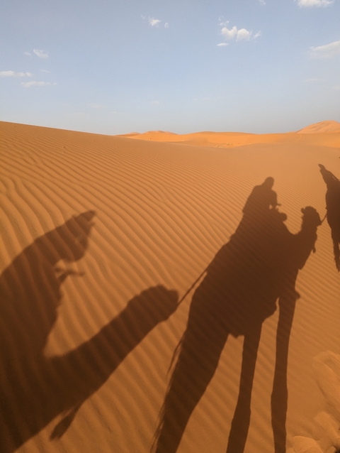      Camel shadows on sand dunes.
  