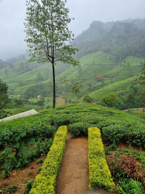       Lush green tea plantation with rolling hills.
  