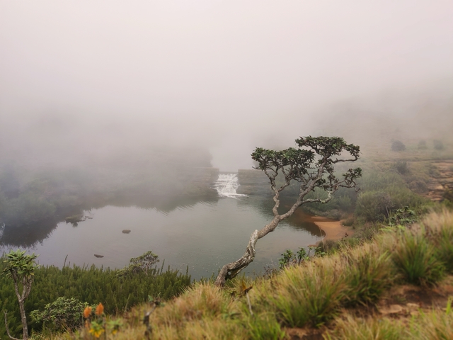       Foggy landscape with a lone tree and calm water.
  