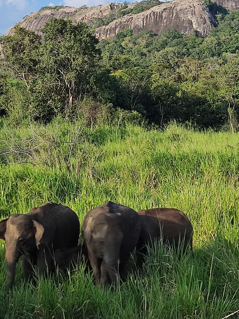       Close-up of a group of elephants in a grassy area.
  
