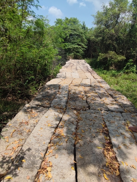       Pathway made of stones surrounded by vegetation.
  
