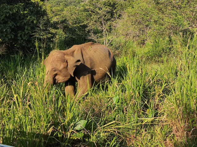       Elephant grazing in a lush, grassy area.
  