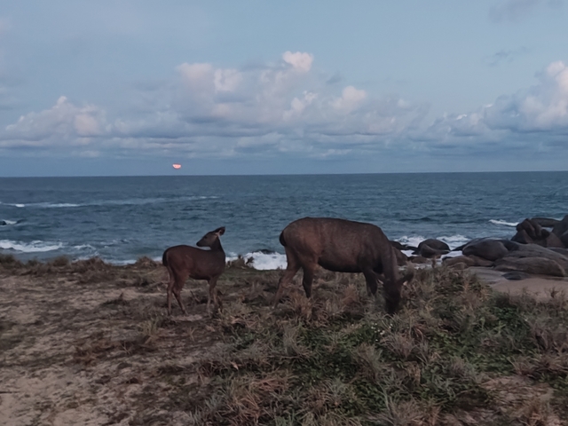 Wild animals grazing on a coastline at dusk.