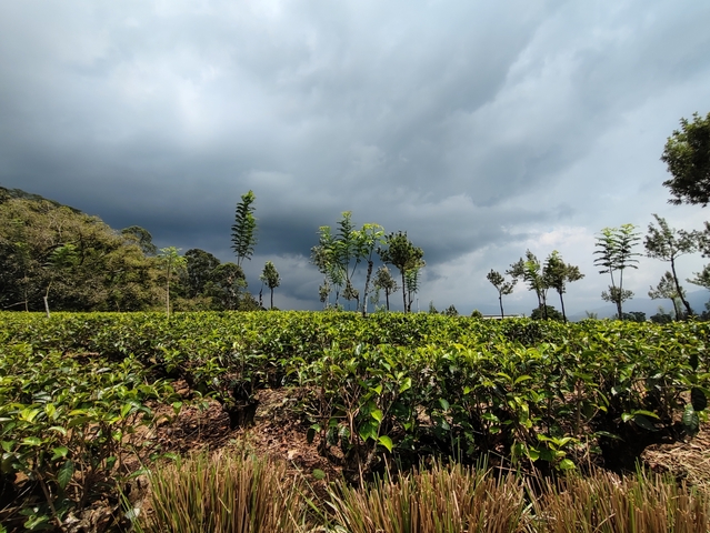 Tea plantation fields with lush greenery.