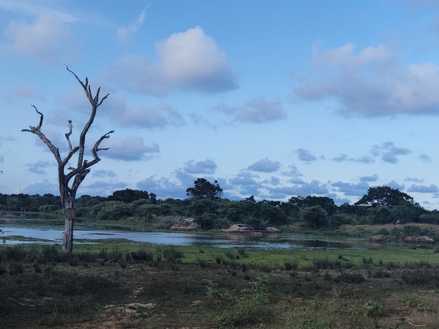       Landscape with a lake and trees under a cloudy sky.
  