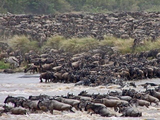 Large herd of wildebeest gathered near a river during migration.
