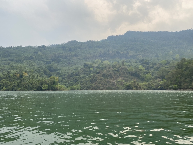       Forest landscape with dense greenery.
  