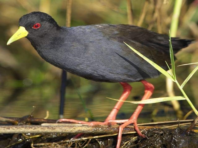 Bird standing on the ground near water.