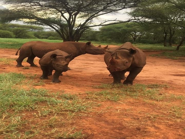 Rhinos standing on a grassy plain.