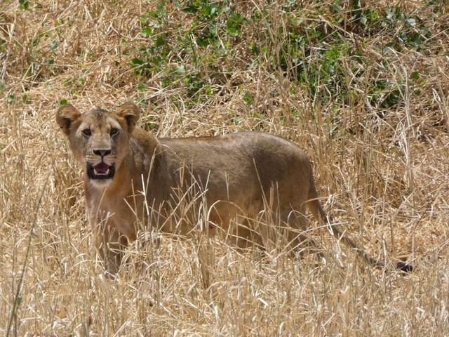 Lioness standing in the dry grass with a cautious expression.