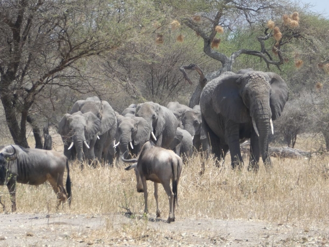 Herd of elephants walking through a dry landscape.