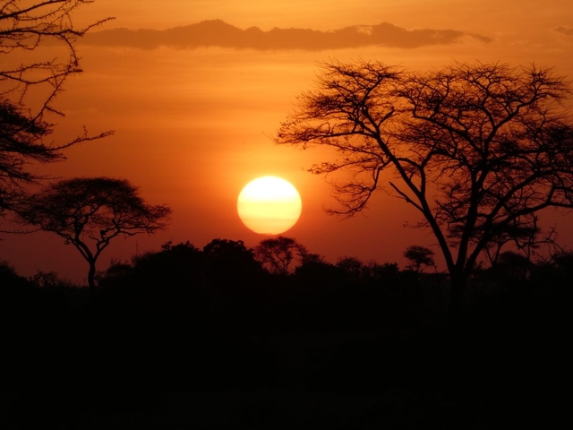 Sunset silhouette with acacia trees in a savanna.
