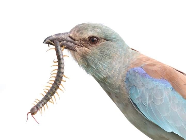 Bird with a centipede in its beak.