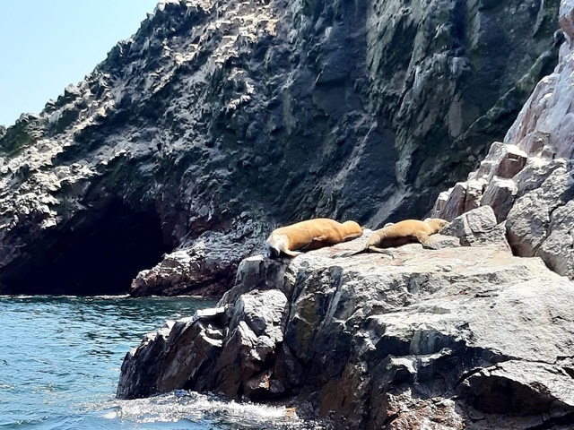       Seals basking on rocks by the sea.
  