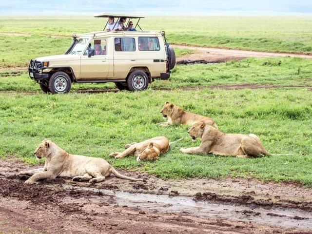       Safari vehicle with lionesses resting nearby.
  