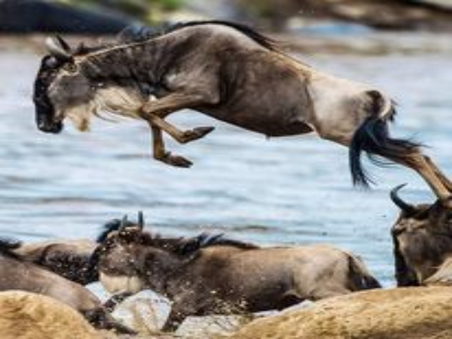 Wildebeest crossing a river during migration.