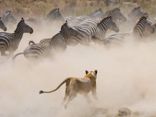 Lion chasing zebras across a dusty plain.