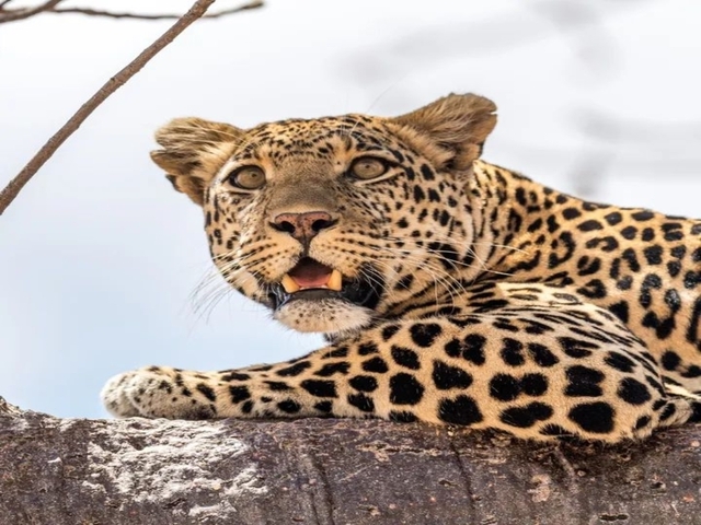Leopard lying on a tree branch.