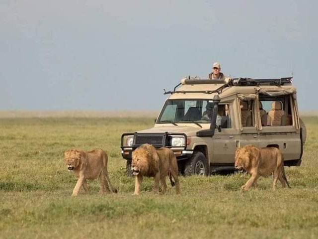 Lions walking past a safari jeep with tourists.