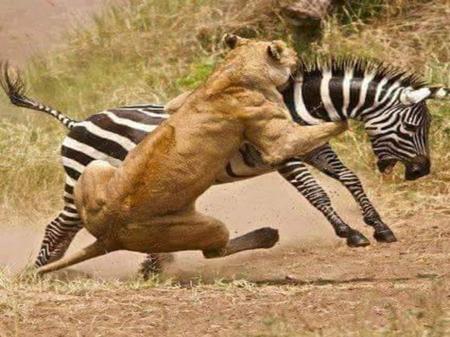       Lion attacking a zebra.
  