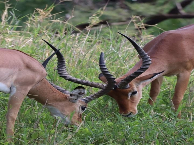       Two impalas grazing.
  
