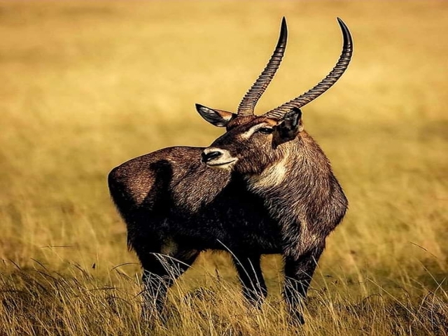       Waterbuck standing in a grassland.
  