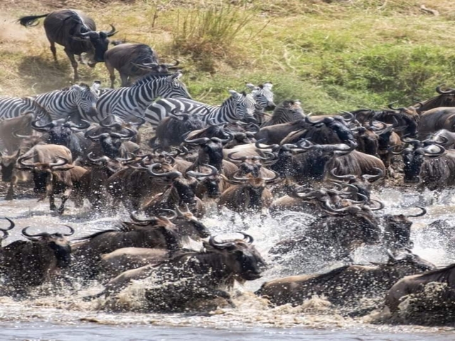       Wildebeests and zebras crossing a river.
  