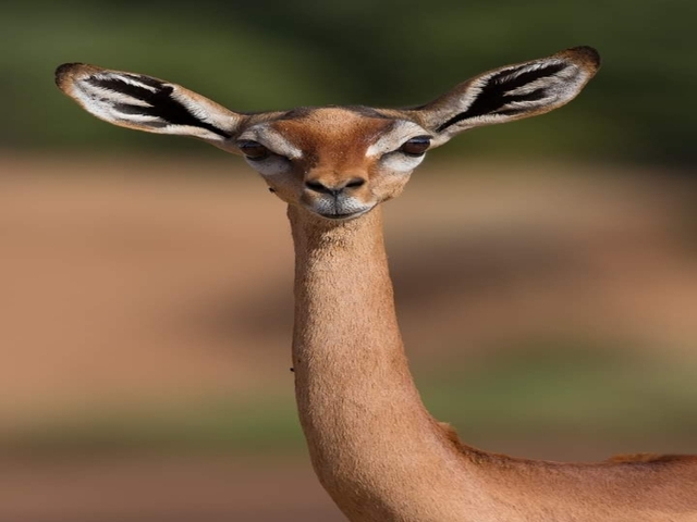       Close-up of a gerenuk in the savannah.
  