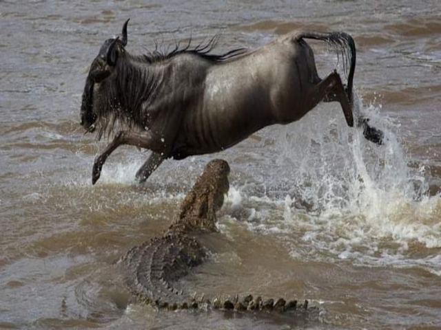 Wildebeest leaping over a crocodile in the river.