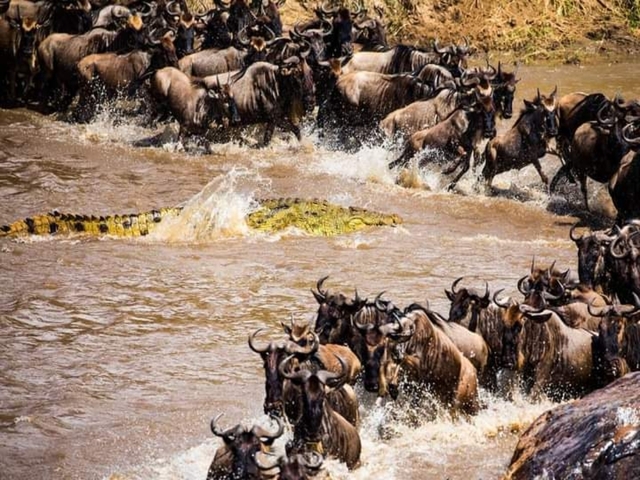 Wildebeests crossing a river with a crocodile nearby.