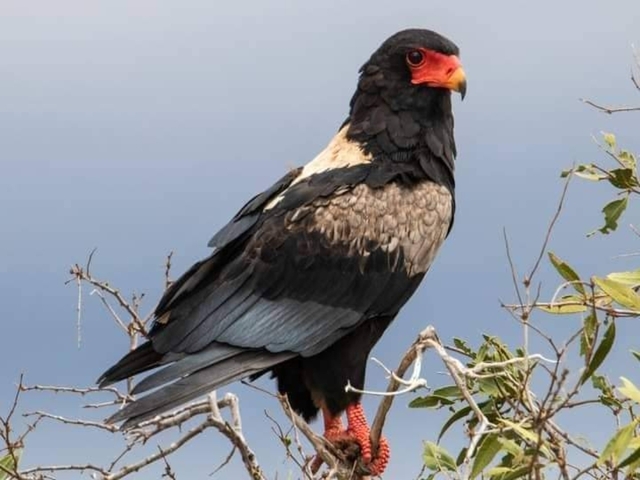 Close-up of a bird perched on a branch.