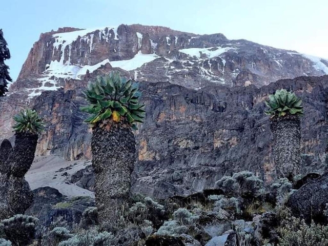       Landscape view with unique vegetation and mountain.
  