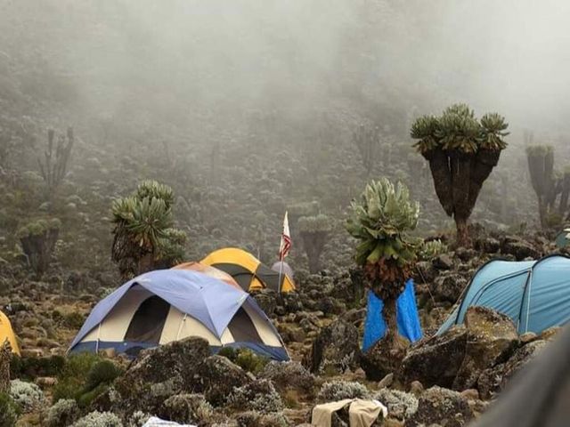      Camping tents with unique vegetation.
  