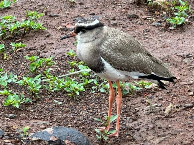       Bird standing on gravel.
  