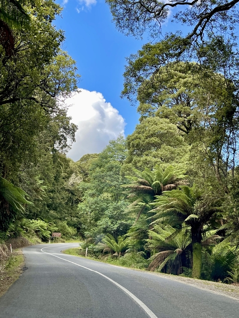       Lush forest with tall ferns and a blue sky.
  