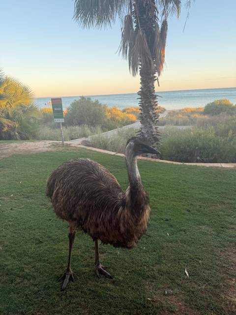 An emu standing near a beach with palm trees.