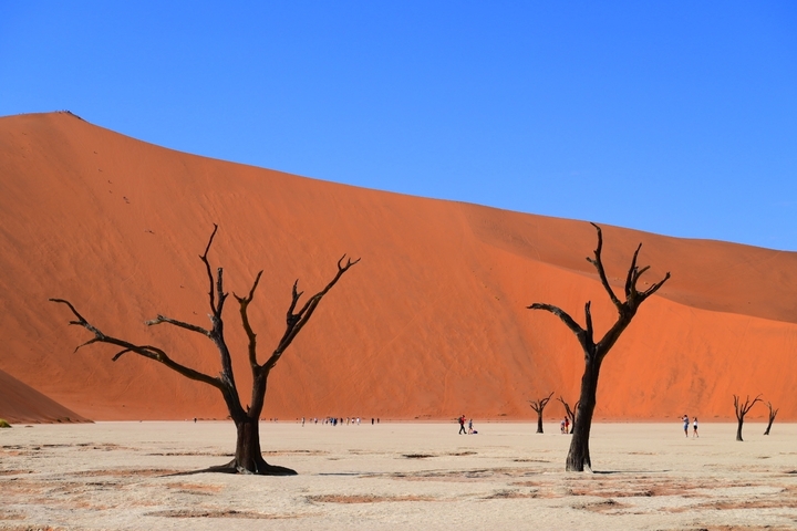 Tall sand dunes with dead trees in the foreground.