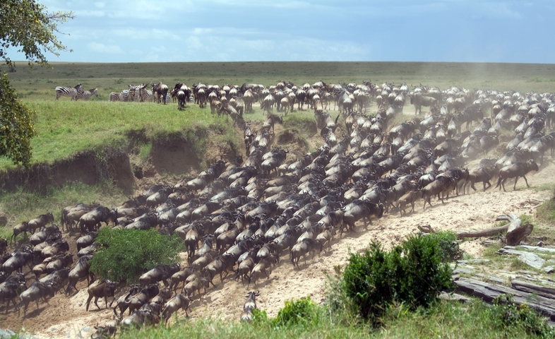       Wildebeest migration on a dusty savannah.
  