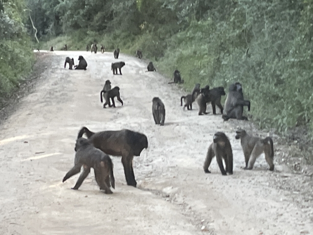 Group of baboons on a dirt road in a forest.