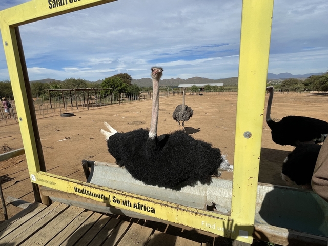 Ostrich farm with birds visible.