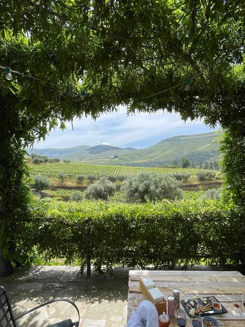       Scenic outdoor view with vineyards and table.
  